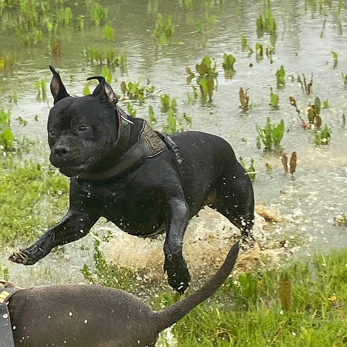 Luna is registered to the contest to win money with this photo: animal, bird, bulldog, canine, dog, field, frenchbulldog, grass, land, nature, outdoors, pet, plant, policedog, pond, puppy, soil, swamp, vegetation, water