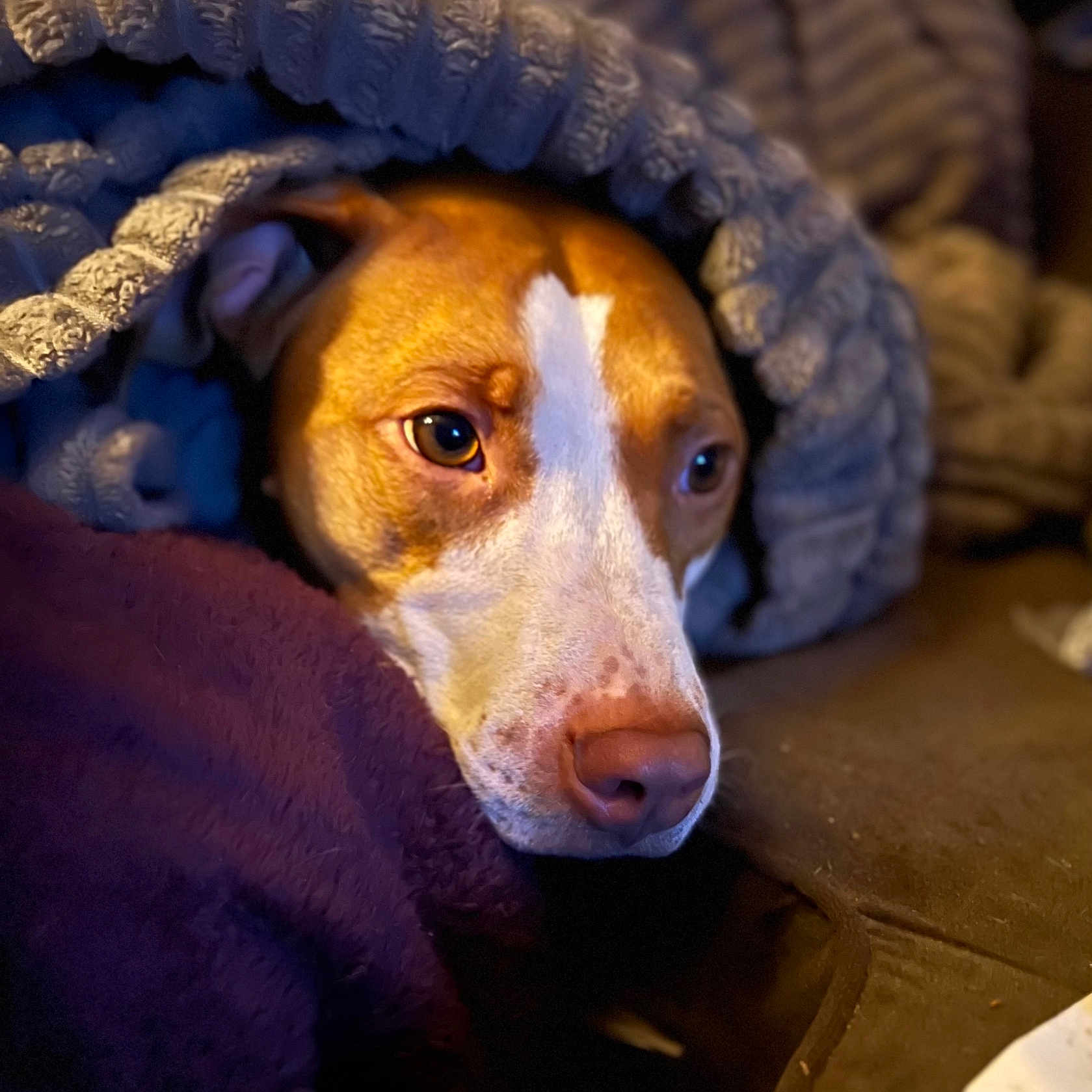 Willie is registered to the contest to win money with this photo: animal, beagle, blanket, bulldog, canine, cap, clothing, dog, hat, hood, hoodie, hound, knitwear, pet, pitbull, pointer, puppy, snout, sweater, sweatshirt