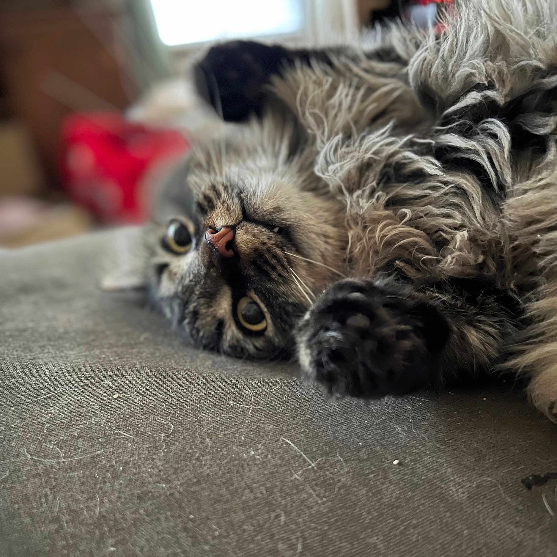 Henry is registered to the contest to win money with this photo: abyssinian, animal, bodypart, canine, cat, couch, dog, electronics, furniture, hardwood, indoors, kitten, manx, mouth, person, pet, puppy, siamese, sleeping, wood