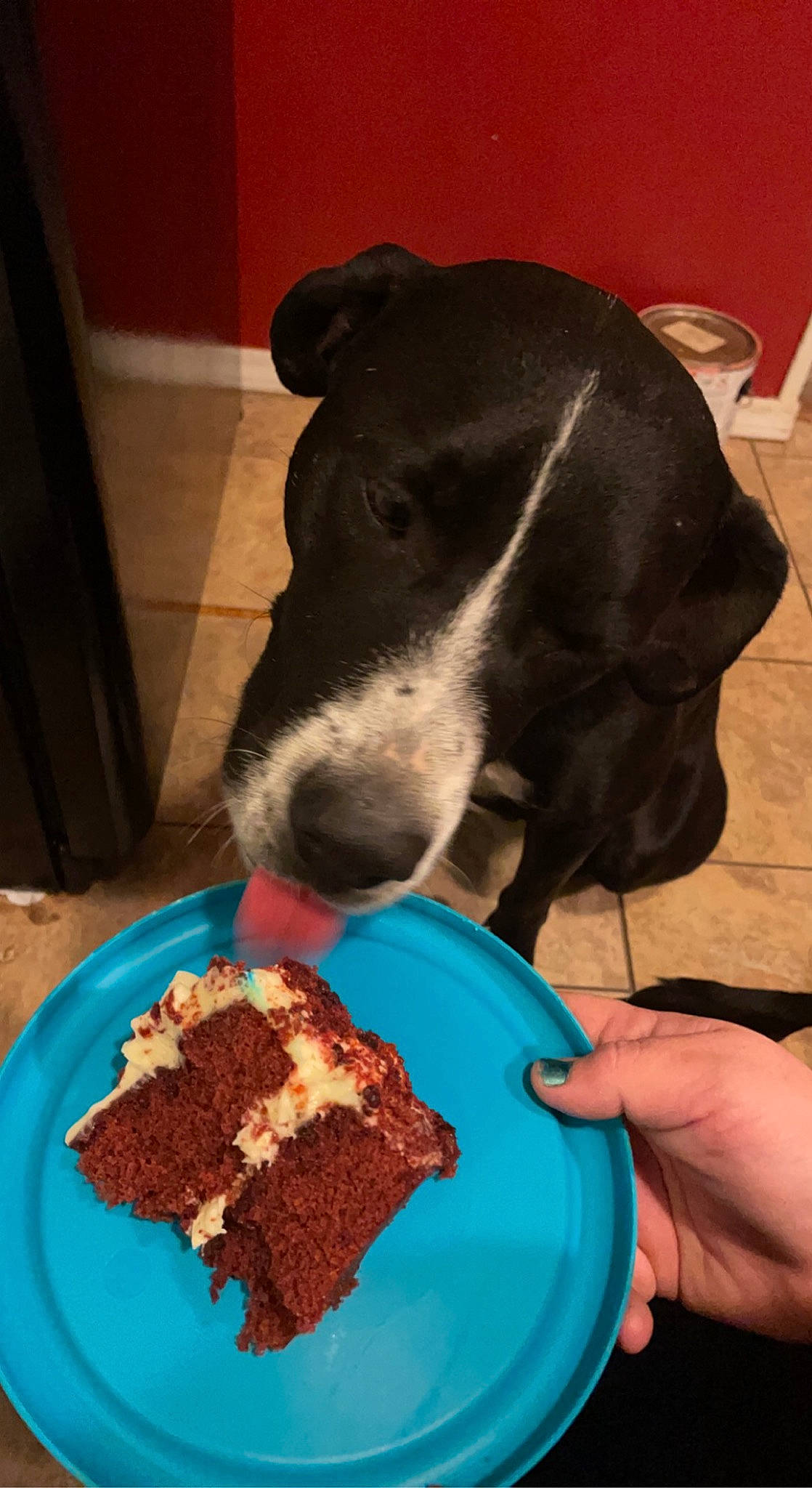 Leroy joined the competition — help win amazing prizes! birthday_cake, cake, cake_decorating, carnivore, companion_dog, cream, cuisine, dish, dog, dog_breed, food, fork, ingredient, kuchen, pet_supply, plate, recipe, snack_cake, sugar_cake, tableware