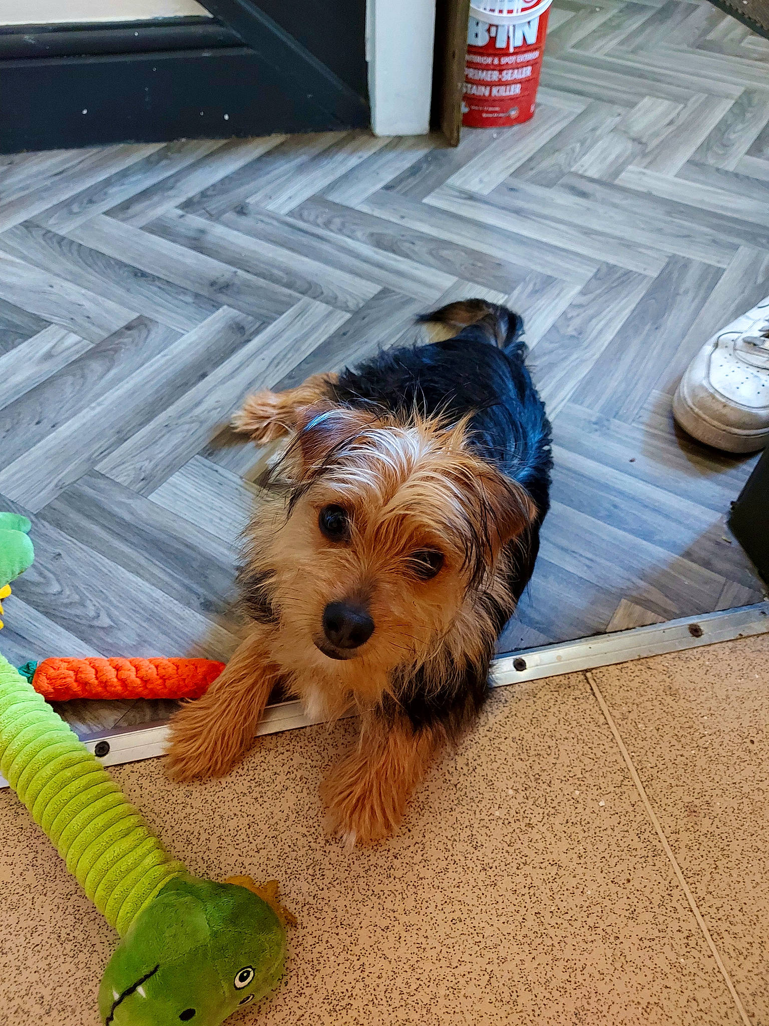 Chunky is registered to the contest to win money with this photo: aluminum_can, biewer_terrier, canidae, carnivore, companion_dog, dog, dog_breed, dog_clothes, dog_supply, flooring, fur, pet_supply, small_terrier, snout, sporting_group, terrier, tin_can, toy_dog, yorkipoo, yorkshire_terrier