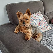 Eliot participe au concours pour gagner de l'argent avec cette photo : alert, animal, brown, couch, cozy, decorative_pillow, dog, fluffy, fur, furniture, gray, home, indoor, pattern, paw, pet, relaxed, resting, small_dog, sofa
