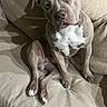 dog, pitbull, pet, sitting, couch, beige, indoor, paw, crossed_legs, curious, portrait, canine, fur, ears, nose, animal, companion, home, shadow, texture