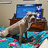 dog, bedroom, blanket, floral_pattern, television, video_call, wooden_furniture, indoor, pet, canine, blue_blanket, brown_dog, decor, table, screen, remote_learning, technology, portrait, curious, resting