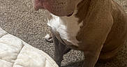 Axl is registered to the contest to win money with this photo: dog, pitbull, pet, indoor, carpet, quilted_blanket, brown_dog, white_markings, animal, companion, cute, sitting, looking_up, ears, snout, fur, domestic_animal, two_dogs, background, home