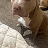 dog, pitbull, pet, indoor, carpet, quilted_blanket, brown_dog, white_markings, animal, companion, cute, sitting, looking_up, ears, snout, fur, domestic_animal, two_dogs, background, home