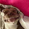 dog, canine, pet, blanket, white_blanket, pink_wall, teeth, face, funny_expression, bed, indoor, closeup, animal, cute, lying_down, ears, snout, wrinkled_skin, muzzle, domestic_animal