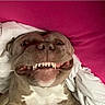 dog, smiling, teeth, bed, blanket, pink, white, canine, pet, cute, funny, lying_down, indoors, snout, fur, animal, playful, expression, face, domestic