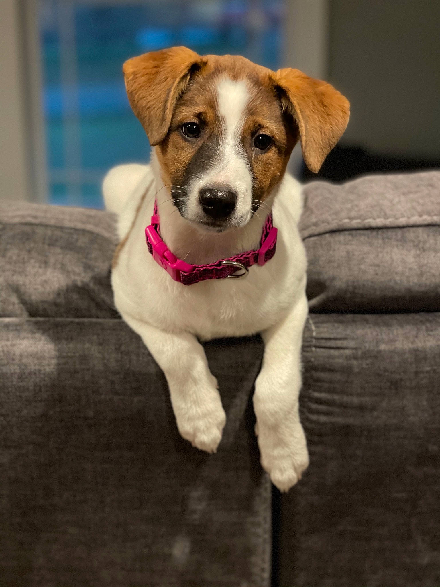 Scarlett joined the competition — help win amazing prizes! canidae, carnivore, companion_dog, danish_swedish_farmdog, dog, dog_breed, fawn, feist, irishjacks, jack_russell_terrier, mammal, miniature_fox_terrier, parson_russell_terrier, puppy, rare_breed_dog, russell_terrier, snout, sporting_group, vertebrate, whiskers