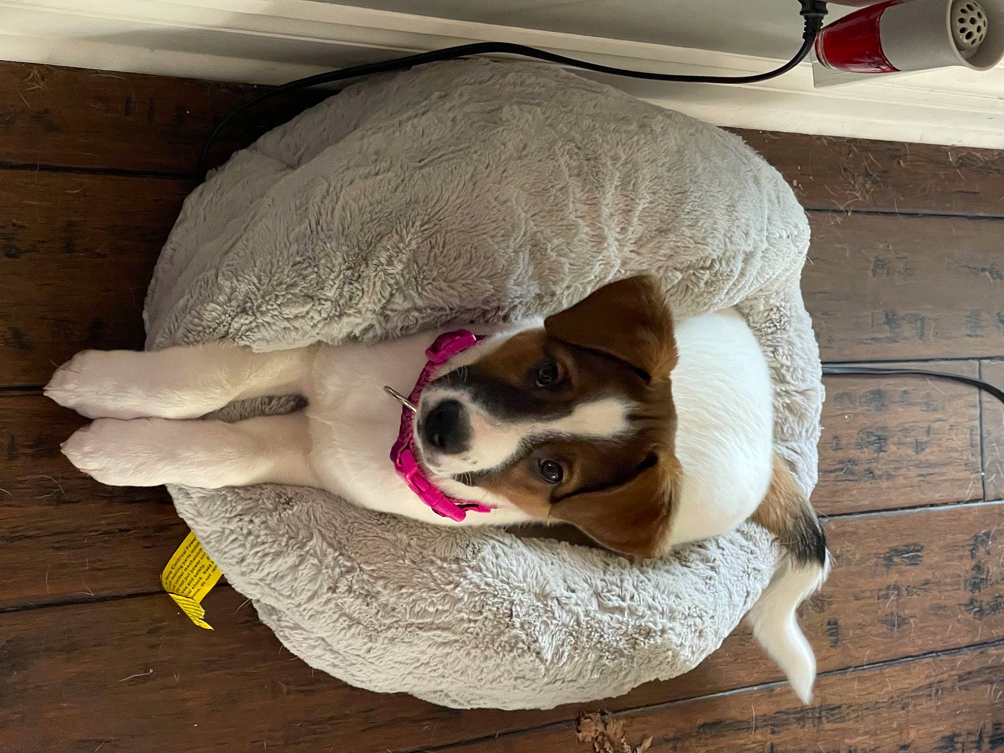 Scarlett is registered to the contest to win money with this photo: boston_terrier, canidae, carnivore, cat, companion_dog, dog, dog_breed, fawn, felidae, furniture, nap, puppy, small_to_medium_sized_cats, tail, whiskers