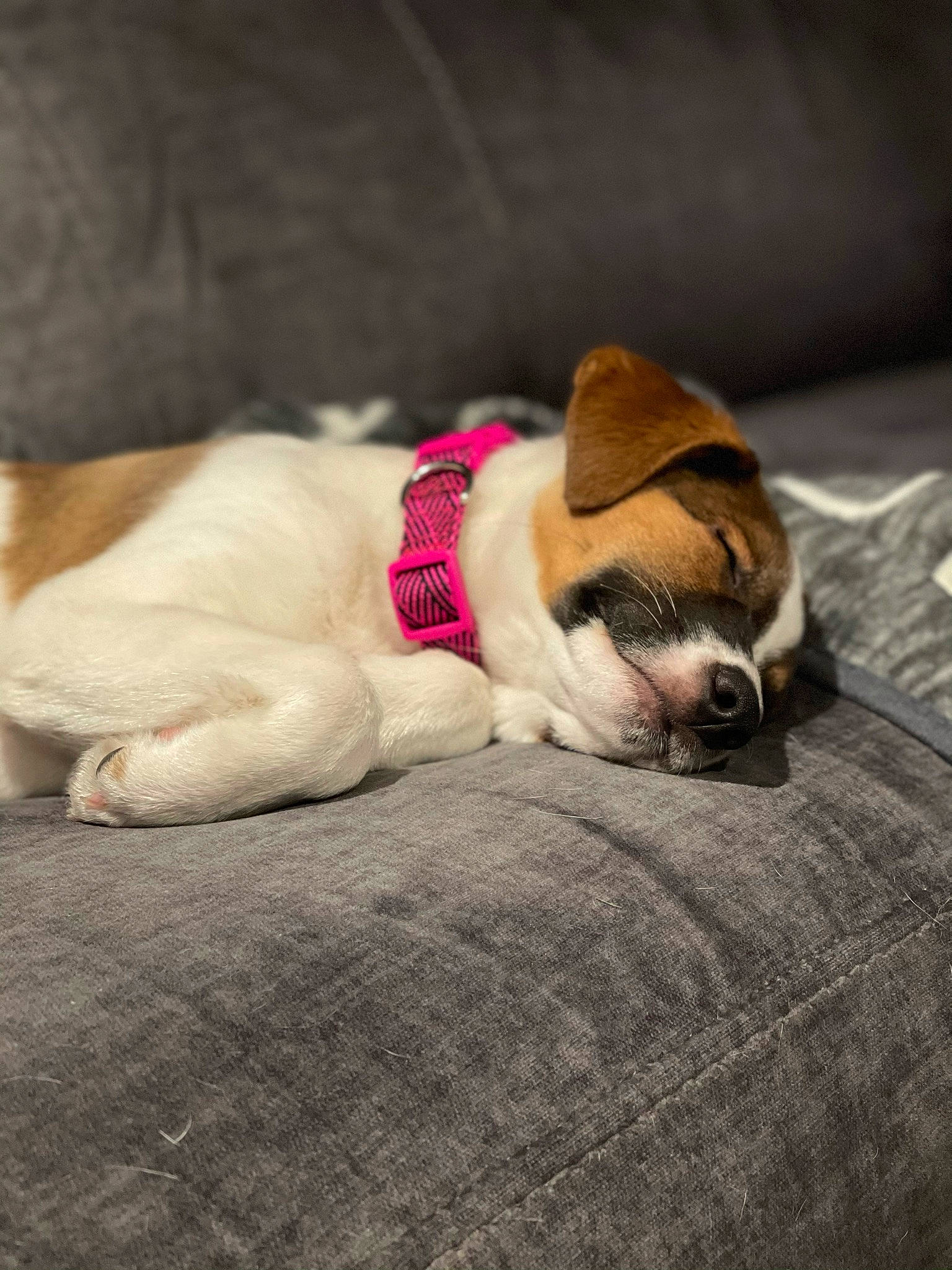 Scarlett joined the competition — help win amazing prizes! bulldog, canidae, carnivore, companion_dog, dog, dog_breed, fawn, nap, non_sporting_group, old_english_bulldog, puppy, puppy_love, skin, sleep, snout