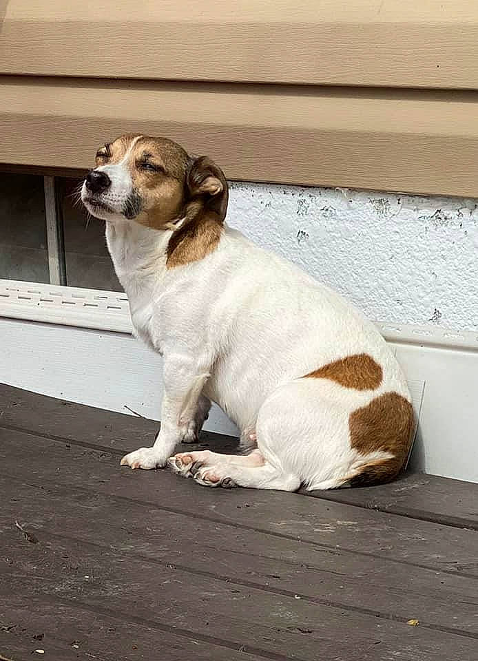 Meeka joined the competition — help win amazing prizes! beagle, canidae, carnivore, companion_dog, dog, dog_breed, fawn, jack_russell_terrier, mammal, parson_russell_terrier, rare_breed_dog, russell_terrier, sporting_group, street_dog, vertebrate