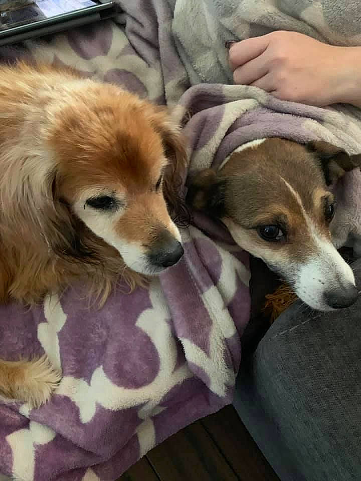 Meeka is registered to the contest to win money with this photo: canidae, carnivore, companion_dog, dog, dog_breed, fawn, lurcher, mammal, rare_breed_dog, saluki, silken_windhound, snout, sporting_group, vertebrate, whippet