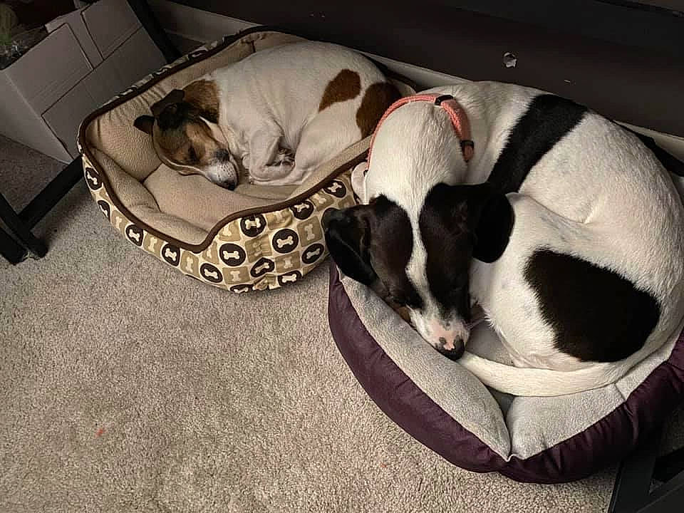 Meeka is registered to the contest to win money with this photo: boston_terrier, canidae, carnivore, cat, comfort, companion_dog, danish_swedish_farmdog, dog, dog_breed, fox_terrier, jack_russell_terrier, nap, pointer, puppy, rat_terrier, ratonero_bodeguero_andaluz, sleep, smooth_fox_terrier, sporting_group, toy_fox_terrier