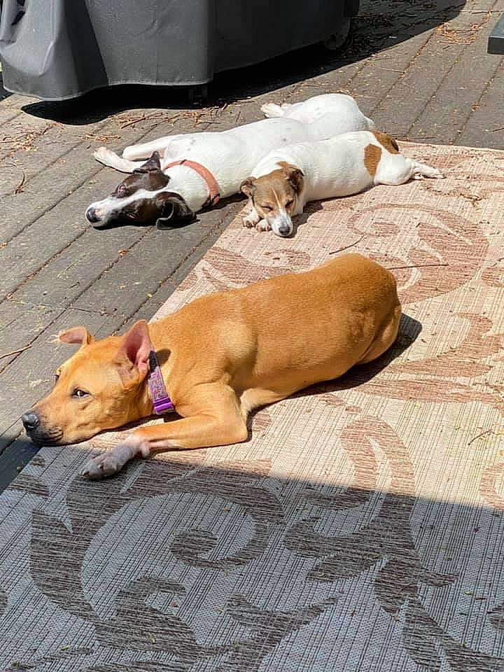 Meeka is registered to the contest to win money with this photo: american_pit_bull_terrier, canidae, carnivore, dog, dog_breed, fawn, mammal, nap, non_sporting_group, sleep, snout, street_dog, vertebrate
