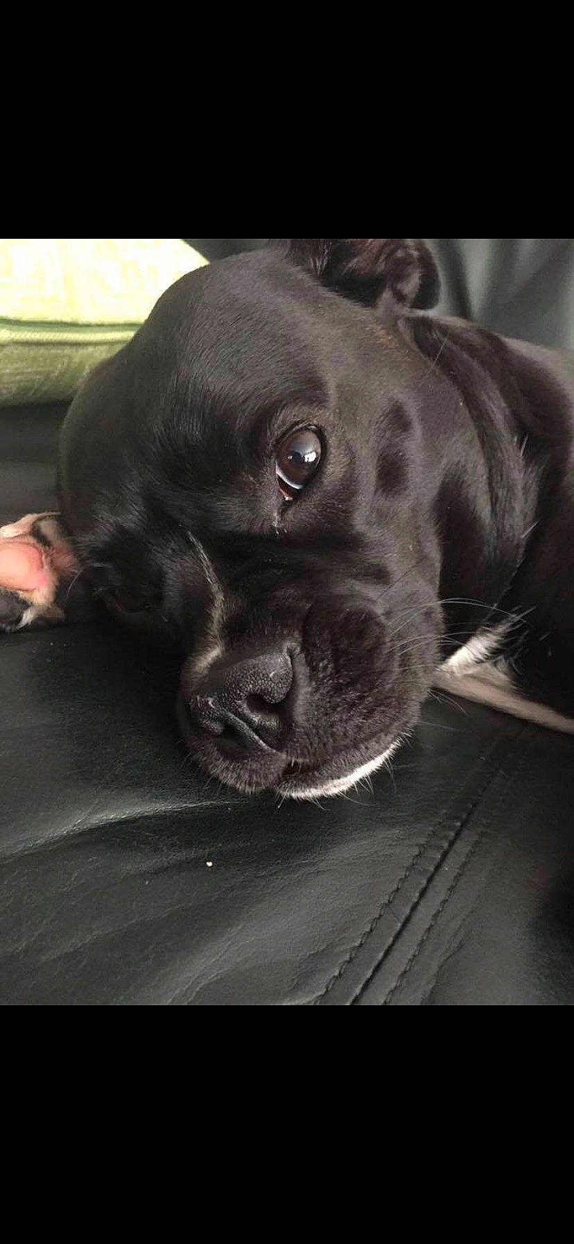 Izzie joined the competition — help win amazing prizes! canidae, carnivore, comfort, companion_dog, dog, dog_breed, ear, eye, fawn, fur, human_body, jaw, liver, metal, snout, sporting_group, terrestrial_animal, whiskers, working_animal, wrinkle