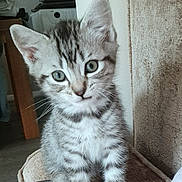 Jeff joined the competition — help win amazing prizes! kitten, cat, tabby, pet, animal, feline, whiskers, ears, green_eyes, indoor, curious, sitting, young, cute, small, furry, household, cable, furniture, texture