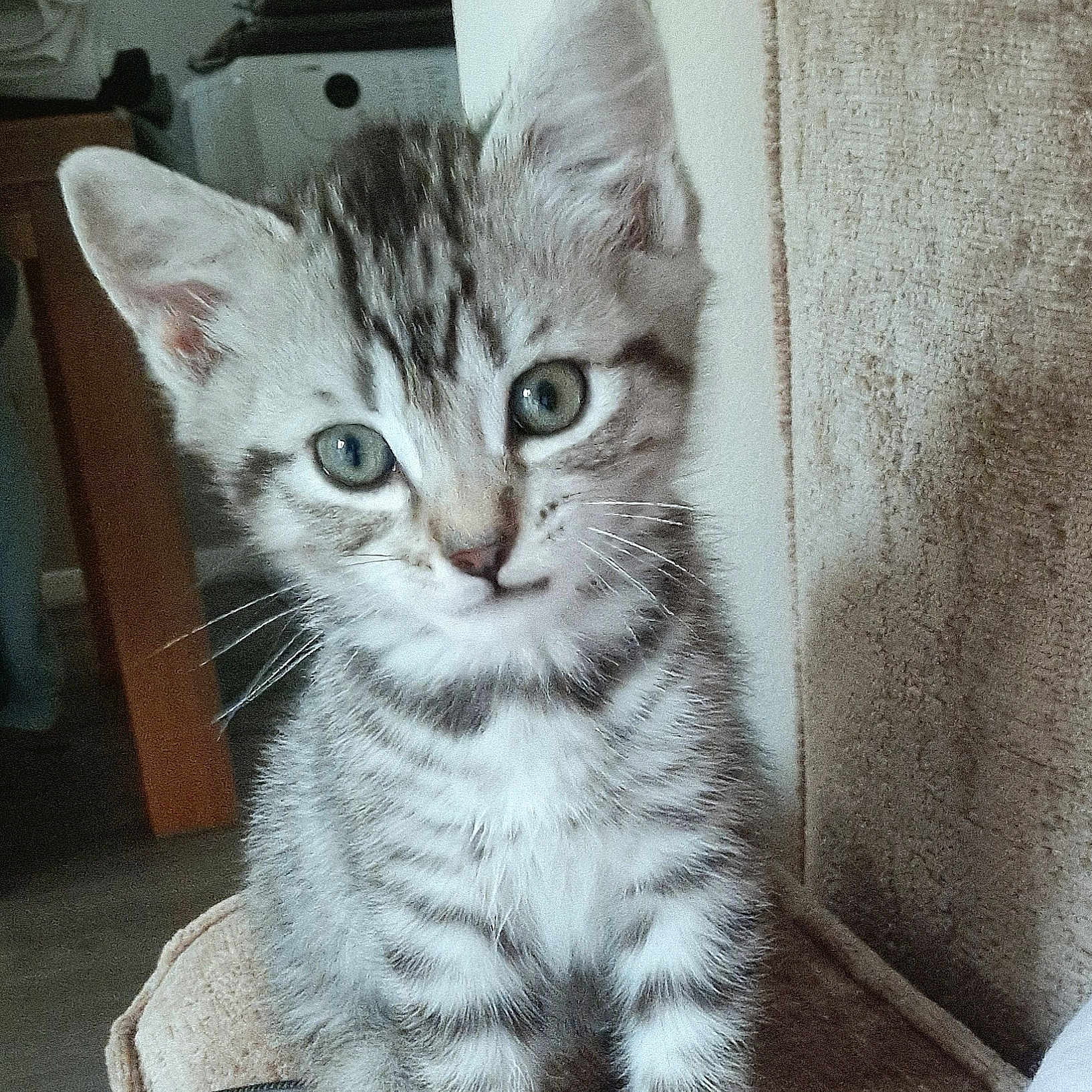 Jeff joined the competition — help win amazing prizes! animal, cable, cat, curious, cute, ears, feline, furniture, furry, green_eyes, household, indoor, kitten, pet, sitting, small, tabby, texture, whiskers, young