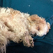 Mystic a rejoint le concours — aidez-le/la à gagner de superbes lots ! animal, blanket, canine, chair, cockerspaniel, couch, cushion, dog, furniture, homedecor, hound, linen, person, pet, pillow, poodle, puppy, sleeping, terrier, whitedog