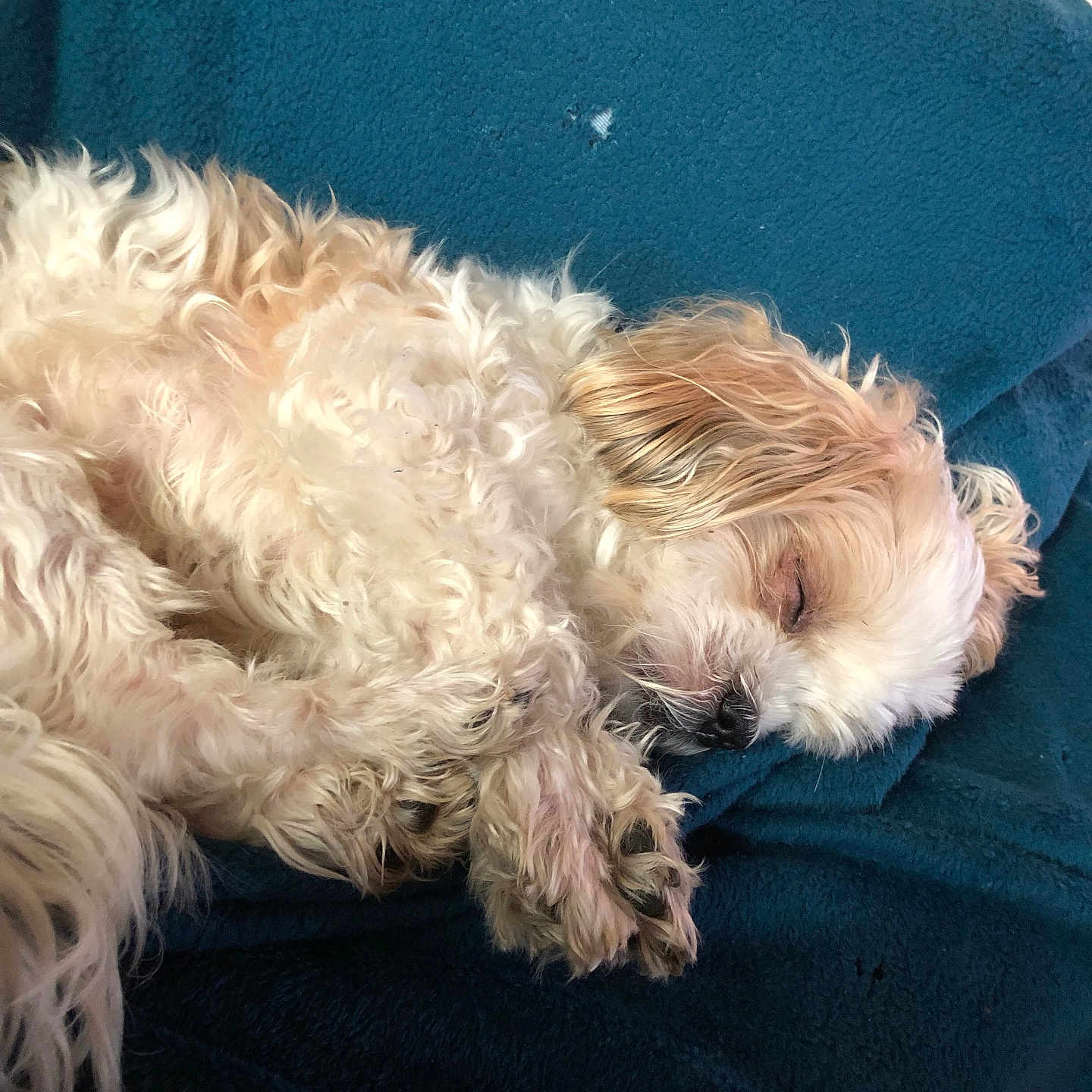 Mystic a rejoint le concours — aidez-le/la à gagner de superbes lots ! animal, blanket, canine, chair, cockerspaniel, couch, cushion, dog, furniture, homedecor, hound, linen, person, pet, pillow, poodle, puppy, sleeping, terrier, whitedog