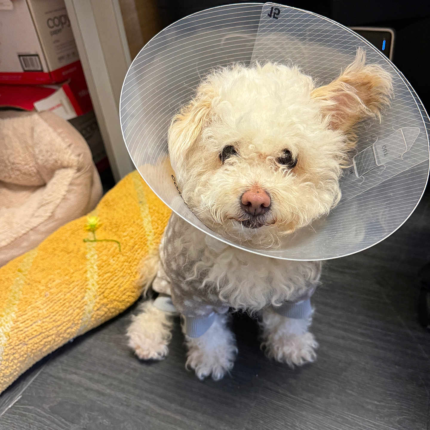 Lunabear is registered to the contest to win money with this photo: accessories, animal, canine, clothing, cockerspaniel, couch, den, dog, furniture, hat, indoors, leash, pet, poodle, puppy, shelf, sphere, strap, terrier, whitedog