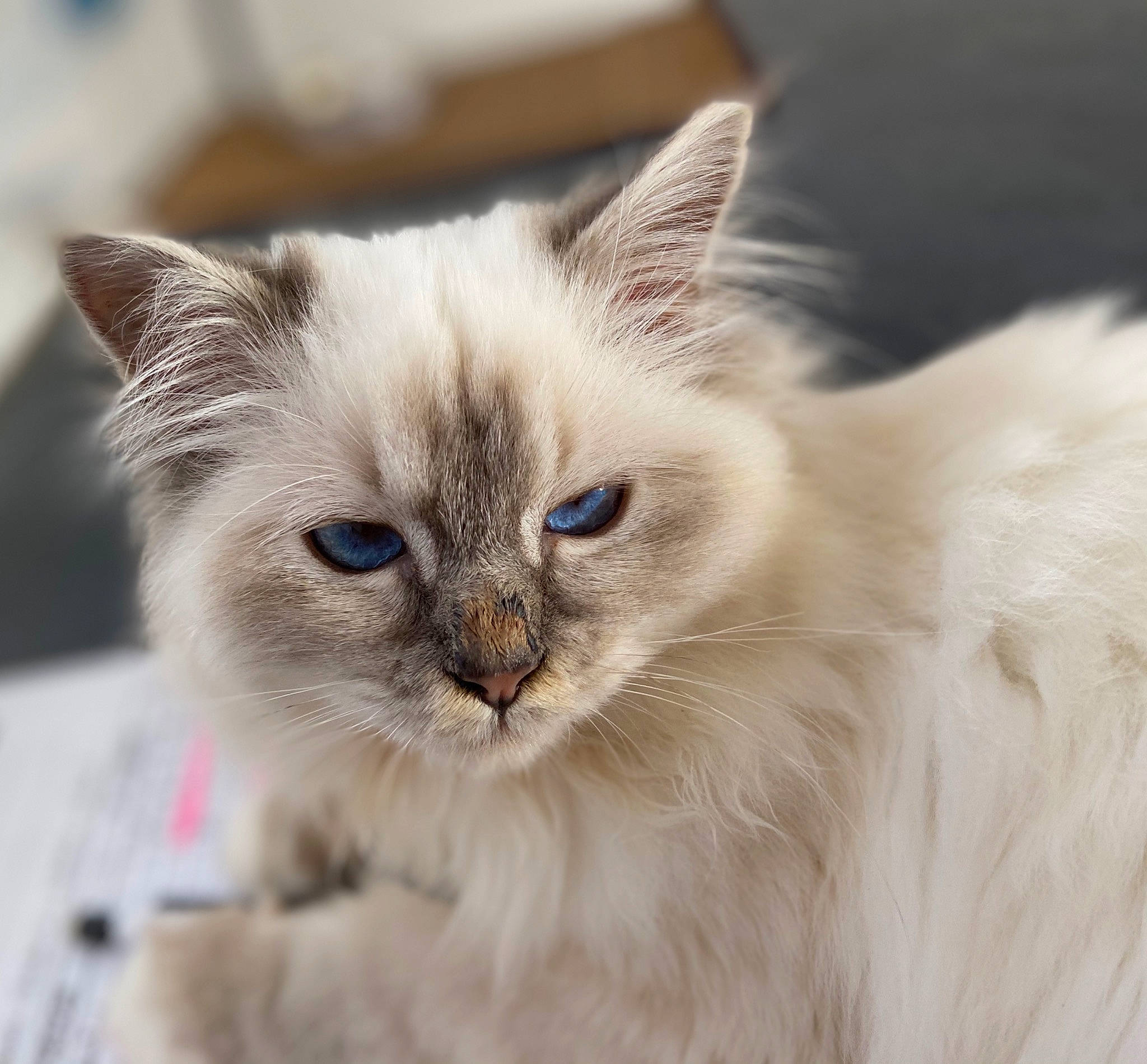 Polaris a rejoint le concours — aidez-le/la à gagner de superbes lots ! asian_semi_longhair, balinese, birman, british_semi_longhair, carnivore, cat, domestic_long_haired_cat, eye, felidae, fur, iris, javanese, kitten, mammal, ragamuffin, ragdoll, siberian, small_to_medium_sized_cats, vertebrate, whiskers