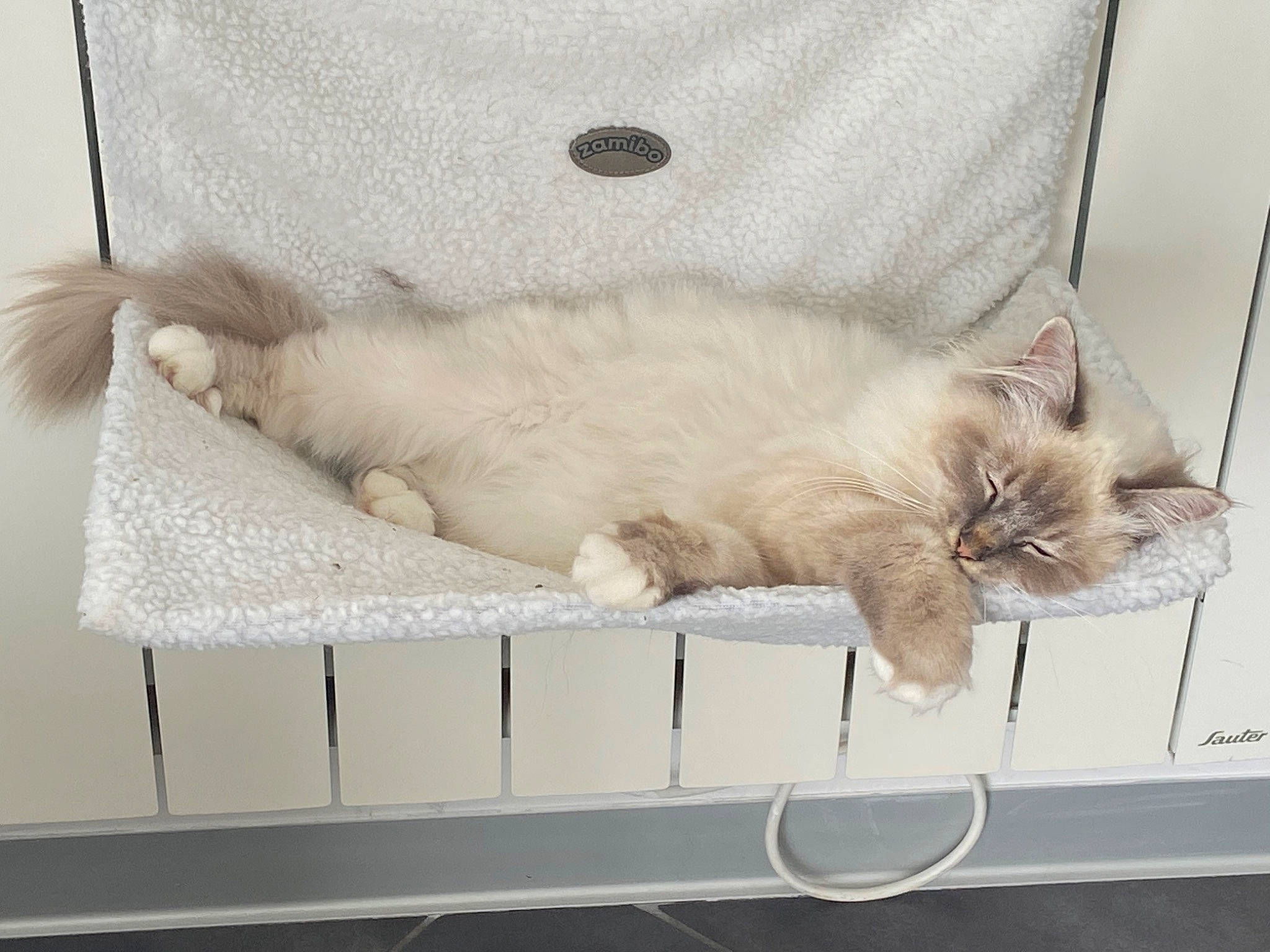 Polaris participe au concours pour gagner de l'argent avec cette photo : british_longhair, british_semi_longhair, carnivore, cat, comfort, domestic_long_haired_cat, ear, fawn, felidae, fur, kitten, nap, norwegian_forest_cat, persian, ragamuffin, ragdoll, sleep, small_to_medium_sized_cats, tail, whiskers