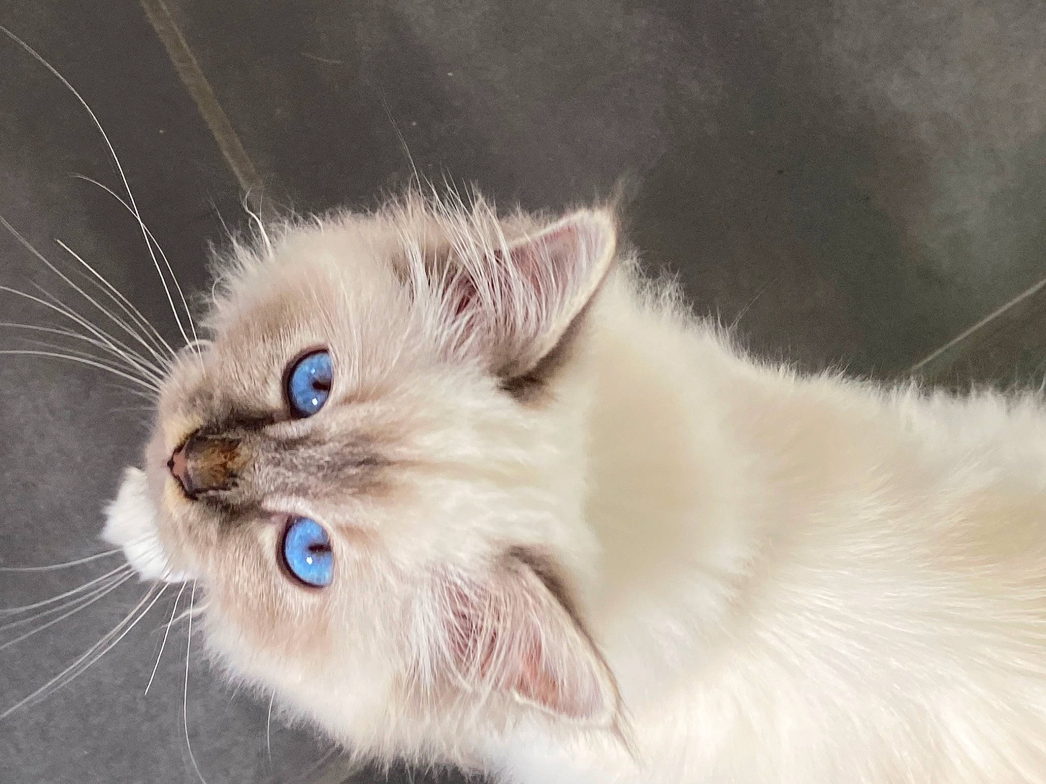 Polaris a rejoint le concours — aidez-le/la à gagner de superbes lots ! american_curl, asian_semi_longhair, birman, british_semi_longhair, carnivore, cat, domestic_long_haired_cat, eye, fawn, felidae, himalayan, kitten, mammal, ojos_azules, ragamuffin, ragdoll, small_to_medium_sized_cats, snout, vertebrate, whiskers