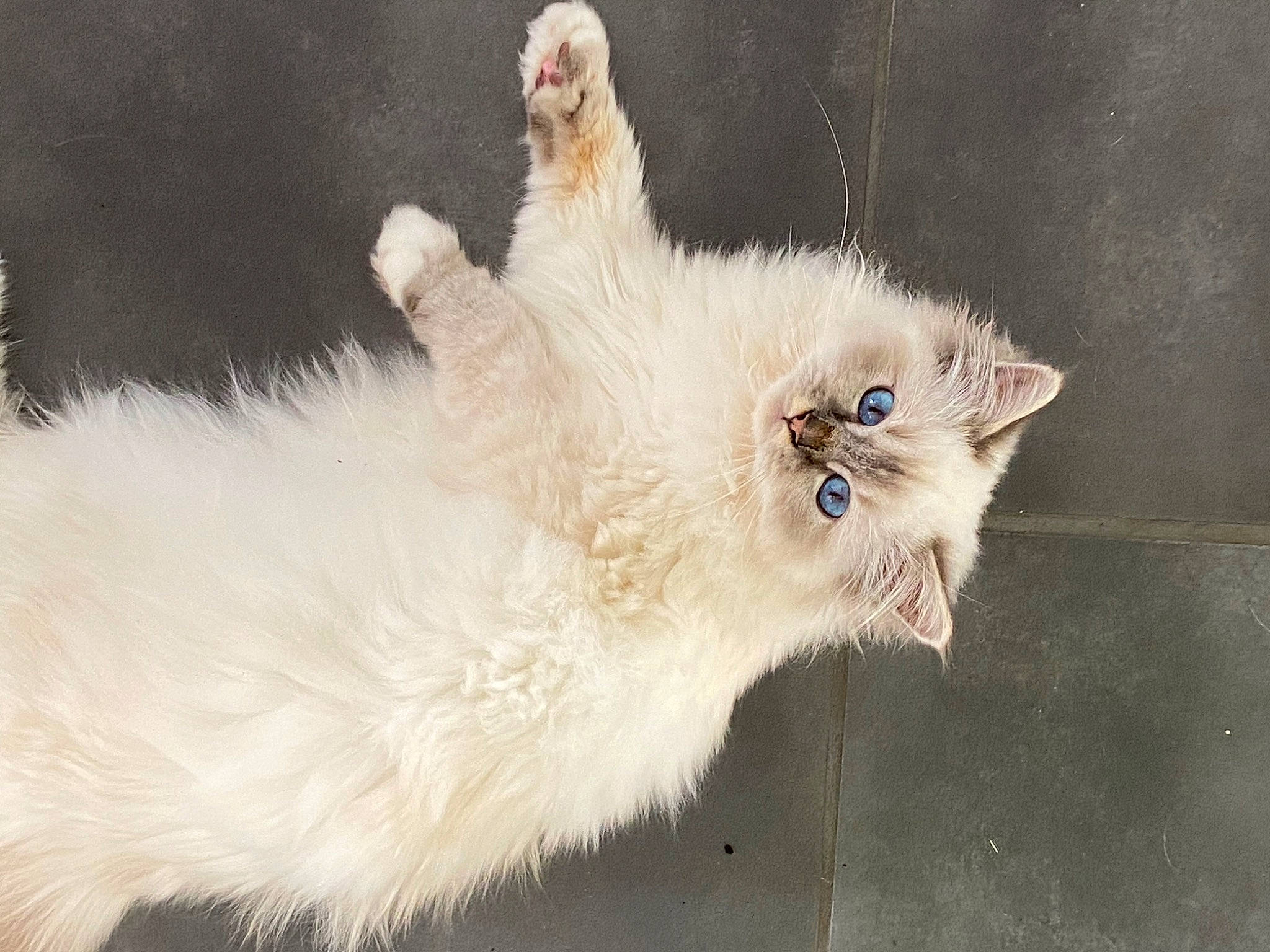 Polaris participe au concours pour gagner de l'argent avec cette photo : american_curl, carnivore, cat, domestic_long_haired_cat, fawn, felidae, fur, kitten, mammal, ojos_azules, persian, ragamuffin, ragdoll, selkirk_rex, small_to_medium_sized_cats, tail, turkish_angora, turkish_van, vertebrate, whiskers