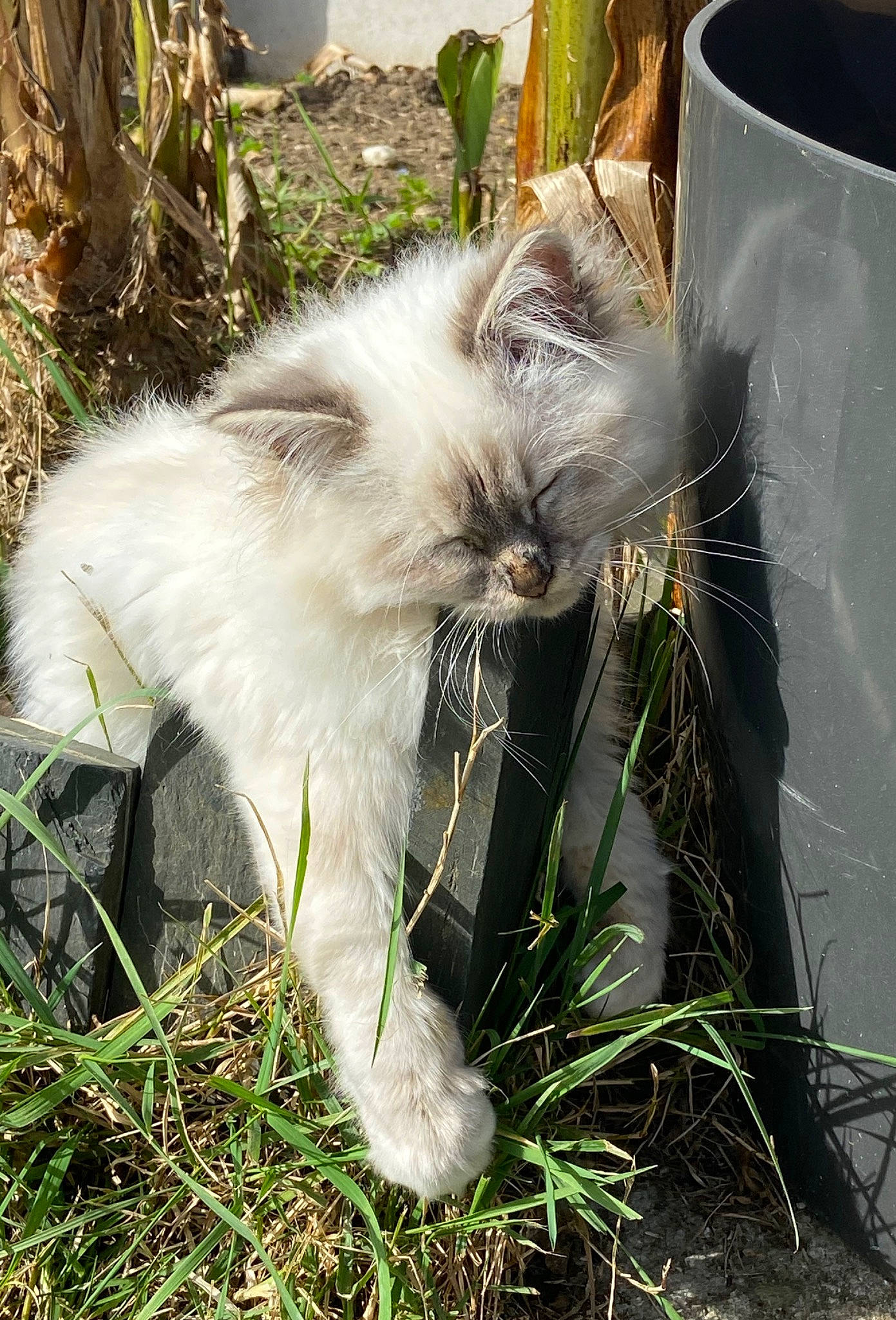 Polaris a rejoint le concours — aidez-le/la à gagner de superbes lots ! birman, british_longhair, carnivore, cat, domestic_long_haired_cat, felidae, fur, grass, norwegian_forest_cat, persian, plant, ragamuffin, ragdoll, small_to_medium_sized_cats, tail, turkish_angora, whiskers