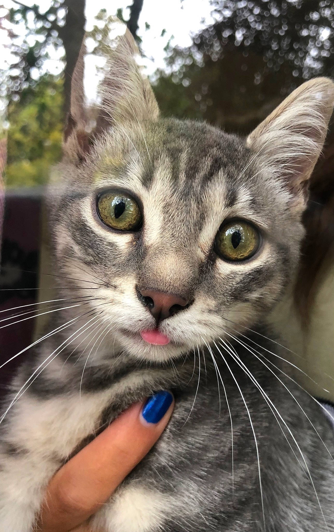 Utch a rejoint le concours — aidez-le/la à gagner de superbes lots ! carnivore, cat, close_up, curious, domestic_short_haired_cat, door, felidae, fur, gesture, grass, iris, photo_caption, plant, small_to_medium_sized_cats, snout, terrestrial_animal, tree, whiskers, wildlife, window