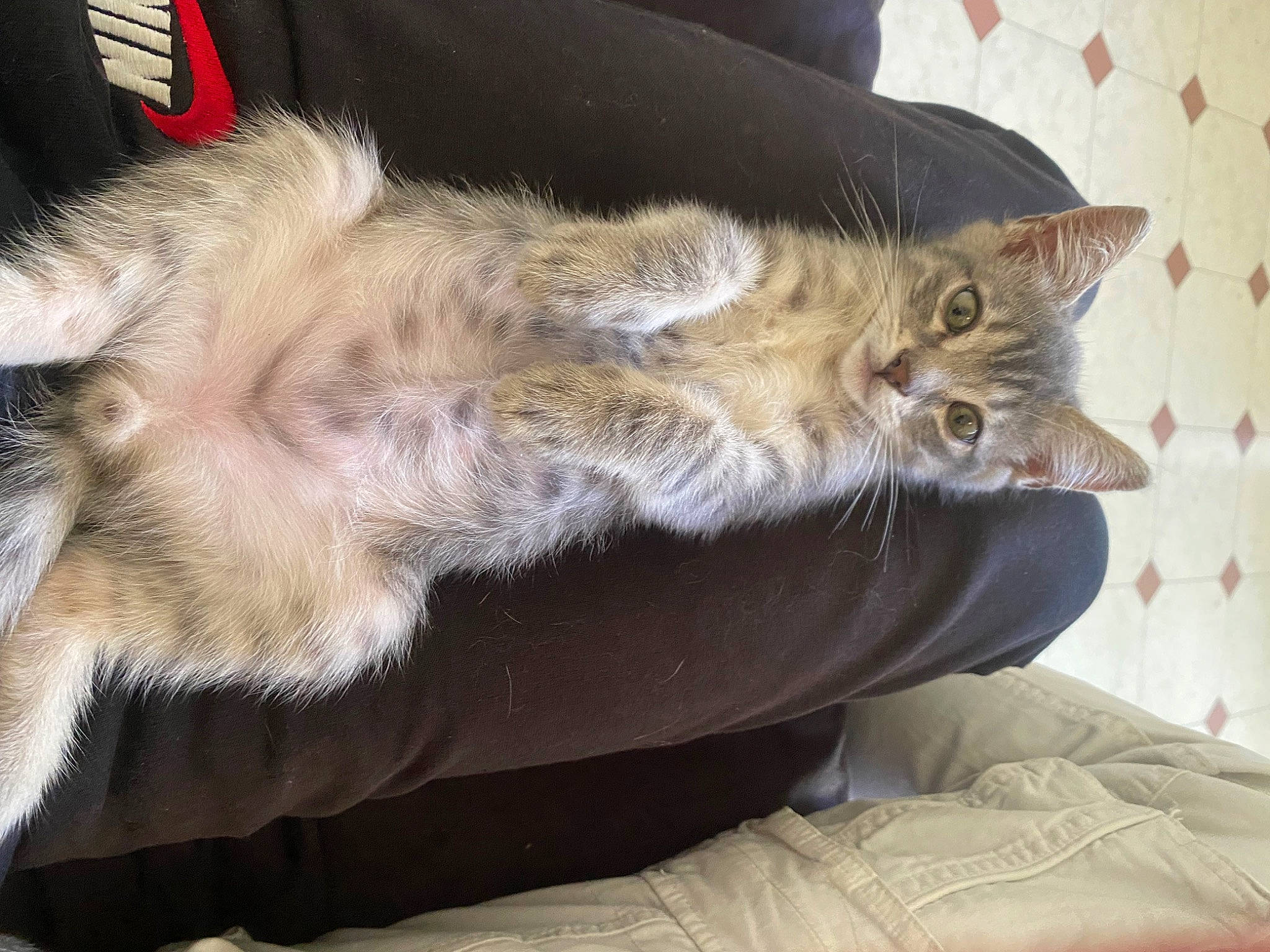 Utch a rejoint le concours — aidez-le/la à gagner de superbes lots ! canidae, carnivore, cat, claw, comfort, domestic_short_haired_cat, fawn, felidae, fur, human_leg, lap, nap, paw, sitting, sleep, small_to_medium_sized_cats, snout, tail, whiskers