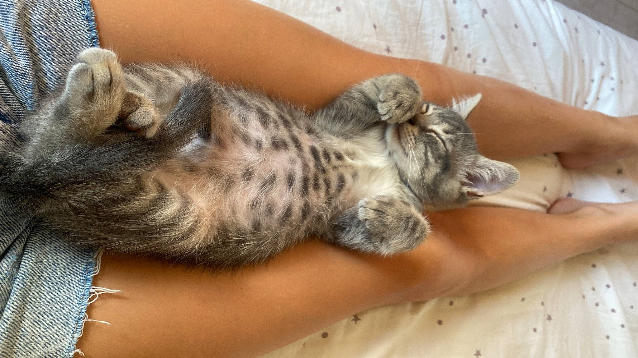 Utch a rejoint le concours — aidez-le/la à gagner de superbes lots ! carnivore, cat, claw, comfort, domestic_short_haired_cat, felidae, fur, hand, nap, paw, sleep, small_to_medium_sized_cats, snout, tail, terrestrial_animal, whiskers