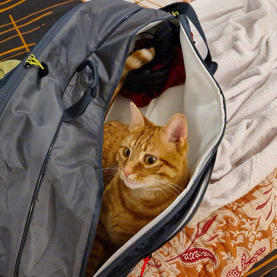 Tigrou a rejoint le concours — aidez-le/la à gagner de superbes lots ! accessories, animal, backpack, bag, baggage, bed, bedroom, blanket, cat, clothing, furniture, glove, handbag, hardwood, indoors, kitten, pet, purse, suitcase, wood
