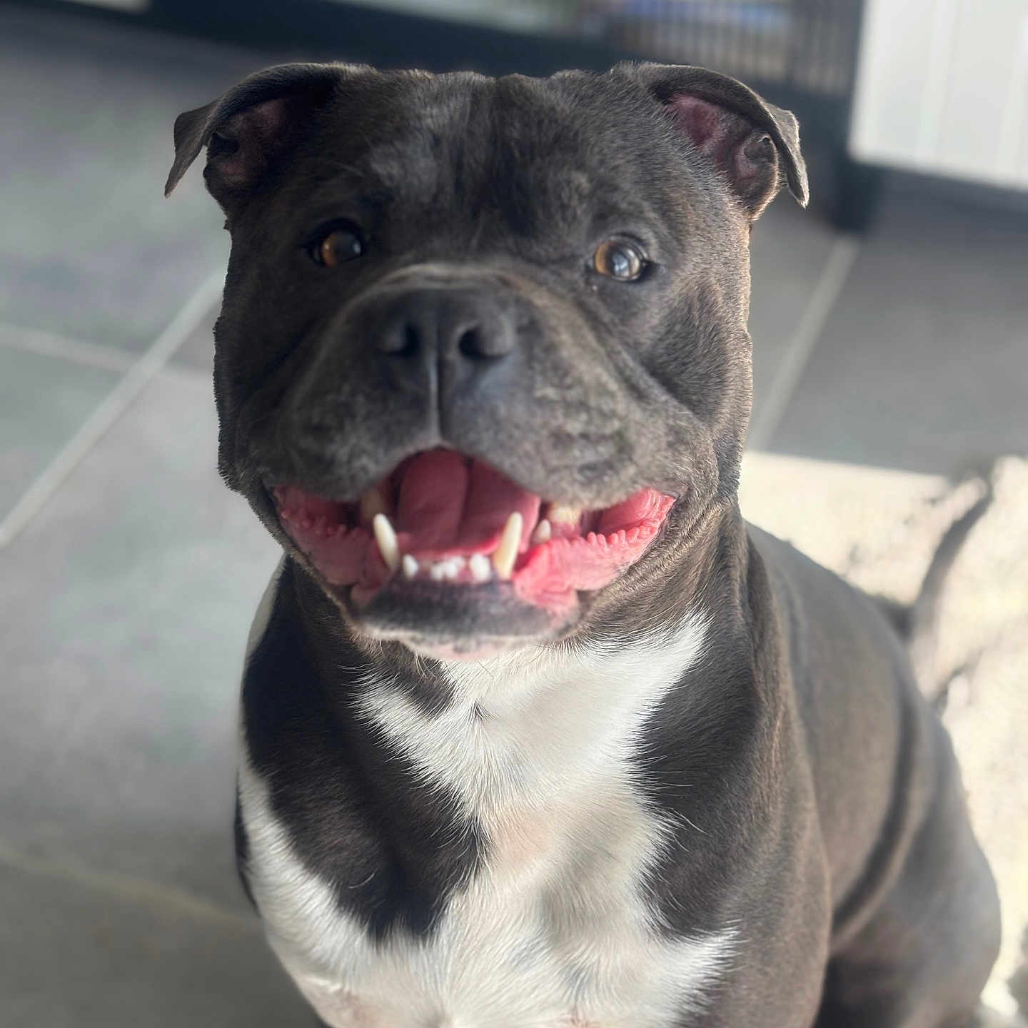 Rio a rejoint le concours — aidez-le/la à gagner de superbes lots ! animal, black_and_white, bright_eyes, canine, closeup, companion, dog, ears, friendly, fur, happy, indoor, looking_at_camera, pet, portrait, sitting, smiling, teeth, tile_floor, tongue