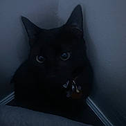 Batman is registered to the contest to win money with this photo: cat, black_cat, indoor, corner, dark, shadow, eyes, pet, animal, feline, quiet, mysterious, collar, night, wall, floor, alone, curious, domestic