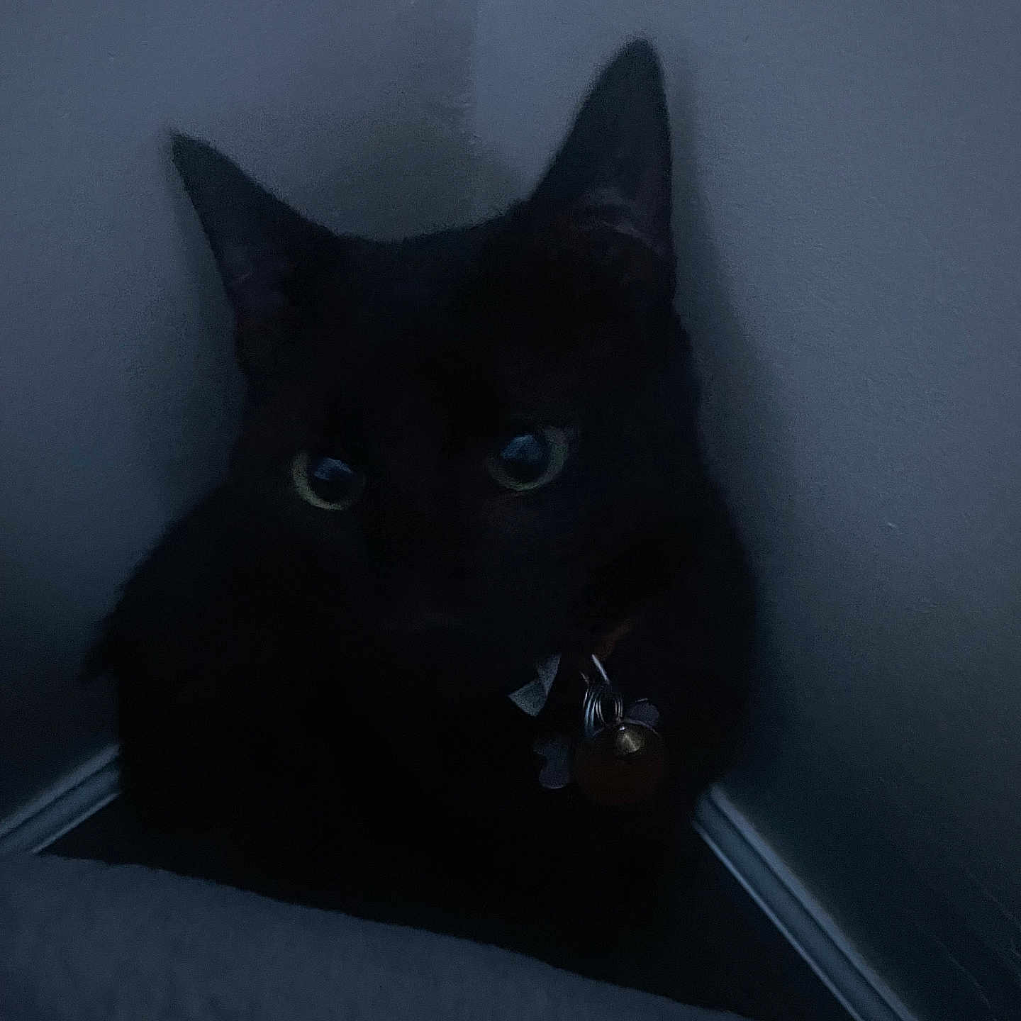 Batman is registered to the contest to win money with this photo: cat, black_cat, indoor, corner, dark, shadow, eyes, pet, animal, feline, quiet, mysterious, collar, night, wall, floor, alone, curious, domestic