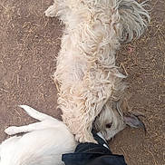 Chata is registered to the contest to win money with this photo: dog, dogs, fluffy_dog, white_dog, small_dog, lying_down, fur, paw, sneaker, shoe, human_leg, ground, dry_grass, outdoor, pet, close_up, head, eye, dirt, playful