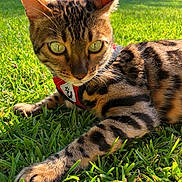 Pixie joined the competition — help win amazing prizes! animal, bengal_cat, cat, close_up, daylight, ears, feline, fur_pattern, grass, green_eyes, harness, mammal, nature, outdoor, paw_print, pet, relaxing, summer, sunlight, whiskers