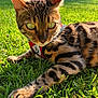 animal, bengal_cat, cat, close_up, daylight, ears, feline, fur_pattern, grass, green_eyes, harness, mammal, nature, outdoor, paw_print, pet, relaxing, summer, sunlight, whiskers