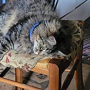 Ramses participe au concours pour gagner de l'argent avec cette photo : animal, cat, chair, collar, cozy, cushion, domestic, feline, floor, fluffy, home, household, indoor, patterned_rug, pet, relaxed, resting, sleepy, tabby, wooden_furniture
