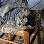 animal, cat, chair, collar, cozy, cushion, domestic, feline, floor, fluffy, home, household, indoor, patterned_rug, pet, relaxed, resting, sleepy, tabby, wooden_furniture