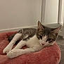 animal, cat, cozy, curious_eyes, domestic, ears, feline, floor, gray_and_white, indoor, lying_down, pet, pink_bed, plush_bed, relaxed, resting, soft_texture, whiskers, wooden_floor, young_cat