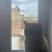 Snow participe au concours pour gagner de l'argent avec cette photo : cat, gray_cat, pet, animal, sitting, windowsill, window, indoor, rooftop, terracotta_roof, cityscape, cloudy_sky, daylight, portrait, front_facing, whiskers, ears, fur, home, photography
