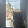 cat, gray_cat, pet, animal, sitting, windowsill, window, indoor, rooftop, terracotta_roof, cityscape, cloudy_sky, daylight, portrait, front_facing, whiskers, ears, fur, home, photography