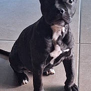 Akina participe au concours pour gagner de l'argent avec cette photo : puppy, dog, black_dog, white_patch, tile_floor, indoor, pet, sitting, ear_up, ear_down, curious, young_dog, canine, paw, attention, floor_tile, domestic_animal, animal, cute, looking