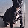 puppy, dog, black_dog, white_patch, tile_floor, indoor, pet, sitting, ear_up, ear_down, curious, young_dog, canine, paw, attention, floor_tile, domestic_animal, animal, cute, looking