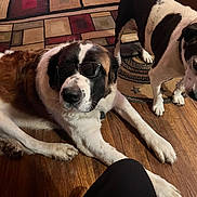Sassy joined the competition — help win amazing prizes! animal, black, brown, companion, cool, cute, dog, domestic, floor, indoor, laying_down, pet, relaxed, rug, saint_bernard, standing, sunglasses, two_dogs, white, wooden_floor