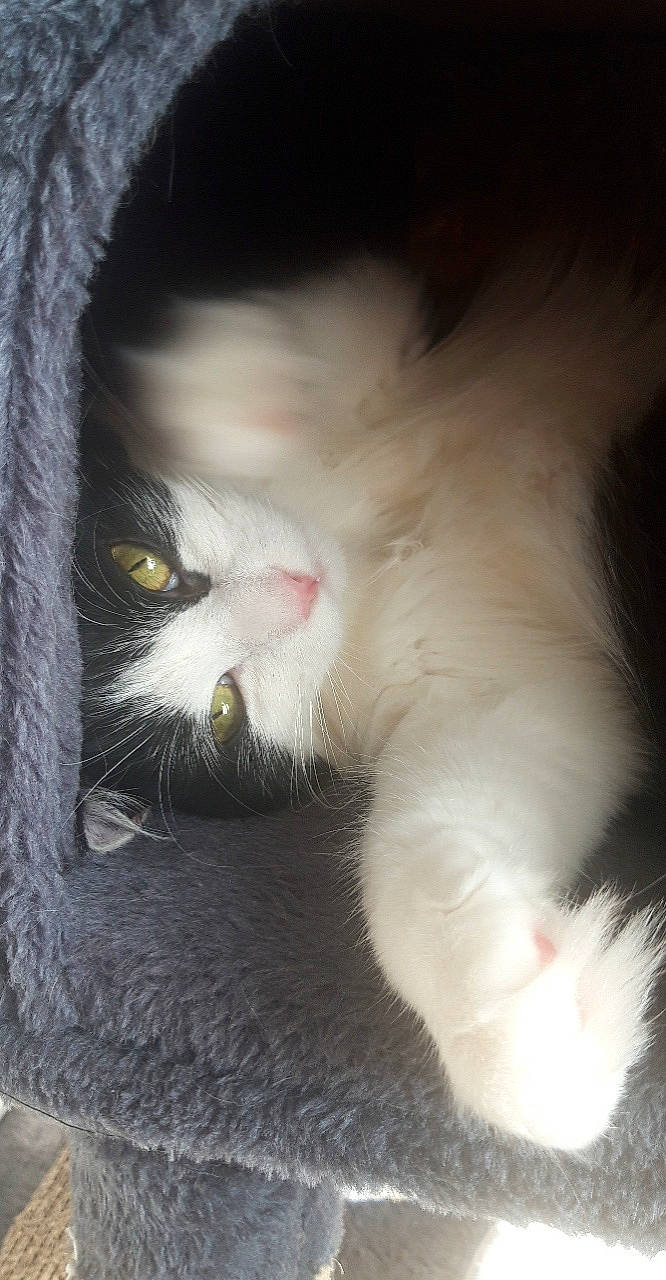 Didou a rejoint le concours — aidez-le/la à gagner de superbes lots ! carnivore, cat, cat_supply, claw, domestic_short_haired_cat, ear, felidae, fur, paw, small_to_medium_sized_cats, snout, street_light, tail, terrestrial_animal, whiskers