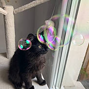 Aria a rejoint le concours — aidez-le/la à gagner de superbes lots ! cat, black_cat, fluffy, long_hair, pet, animal, sitting, cat_tree, window, indoors, bubble, rainbow, colorful, reflection, curious, profile, fur, paws, portrait, playful